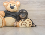 5 week old Mini Doxiedoodle Puppy For Sale - Florida Fur Babies