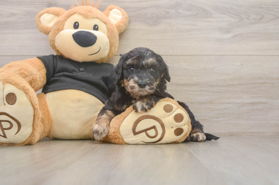 5 week old Mini Doxiedoodle Puppy For Sale - Florida Fur Babies