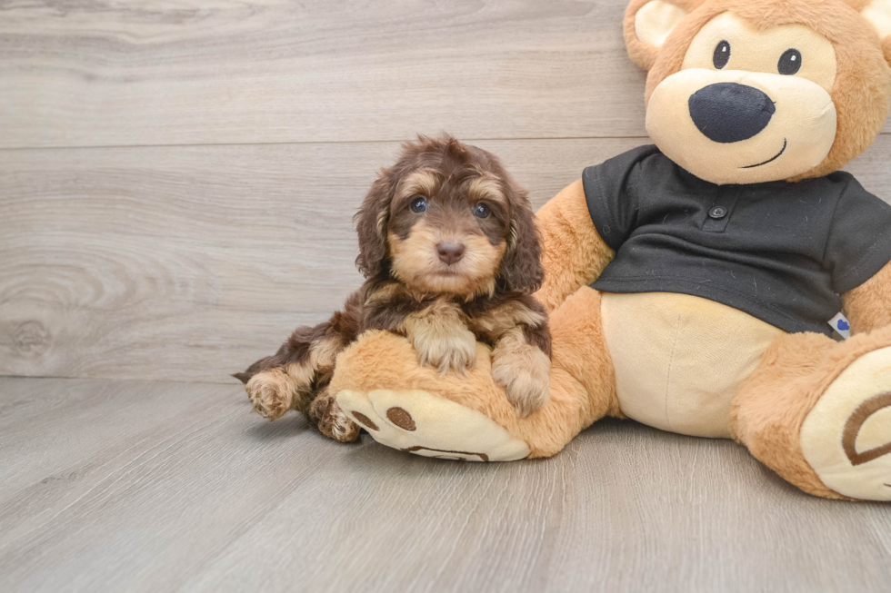 Best Mini Doxiedoodle Baby