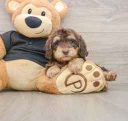 8 week old Mini Doxiedoodle Puppy For Sale - Florida Fur Babies