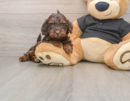 5 week old Mini Doxiedoodle Puppy For Sale - Florida Fur Babies