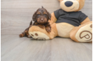 Best Mini Doxiedoodle Baby