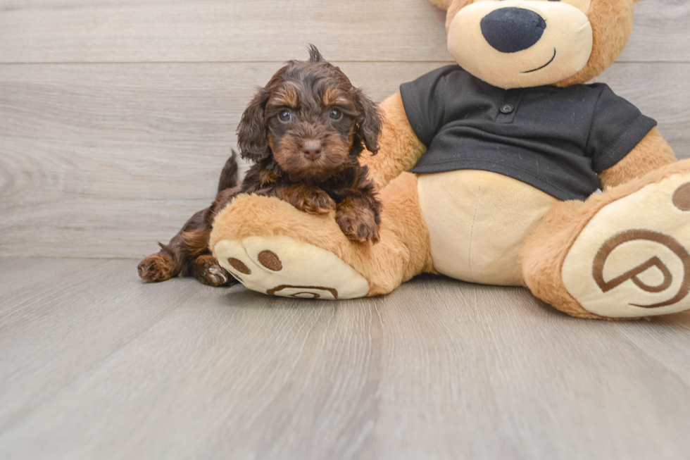 Best Mini Doxiedoodle Baby