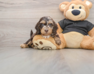 5 week old Mini Doxiedoodle Puppy For Sale - Florida Fur Babies