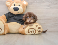 5 week old Mini Doxiedoodle Puppy For Sale - Florida Fur Babies