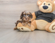 5 week old Mini Doxiedoodle Puppy For Sale - Florida Fur Babies