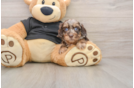 Mini Doxiedoodle Pup Being Cute