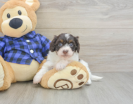 5 week old Mini Doxiedoodle Puppy For Sale - Florida Fur Babies