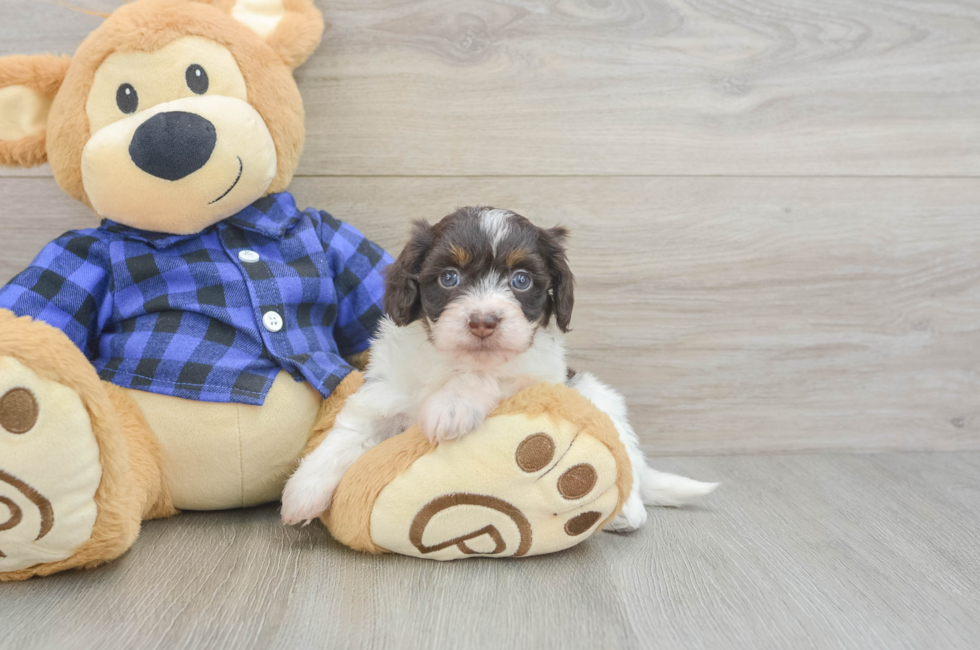 6 week old Mini Doxiedoodle Puppy For Sale - Florida Fur Babies