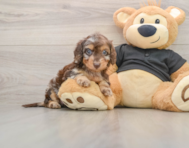 5 week old Mini Doxiedoodle Puppy For Sale - Florida Fur Babies