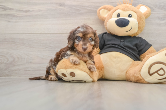 Cute Mini Doxie Poo Poodle Mix Puppy