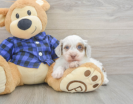 5 week old Mini Doxiedoodle Puppy For Sale - Florida Fur Babies