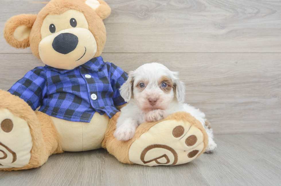 6 week old Mini Doxiedoodle Puppy For Sale - Florida Fur Babies