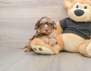 5 week old Mini Doxiedoodle Puppy For Sale - Florida Fur Babies