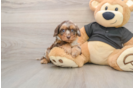 Cute Mini Doxiedoodle Baby