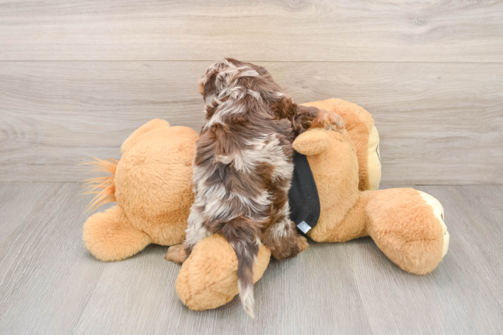 Best Mini Doxiedoodle Baby