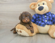 5 week old Mini Doxiedoodle Puppy For Sale - Florida Fur Babies