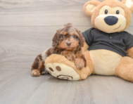 5 week old Mini Doxiedoodle Puppy For Sale - Florida Fur Babies
