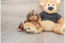 Cute Mini Doxiedoodle Poodle Mix Pup