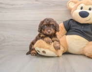 6 week old Mini Doxiedoodle Puppy For Sale - Florida Fur Babies