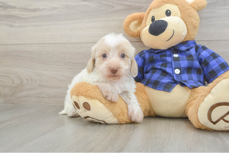 Mini Doxiedoodle Puppy for Adoption