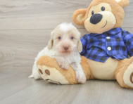 5 week old Mini Doxiedoodle Puppy For Sale - Florida Fur Babies