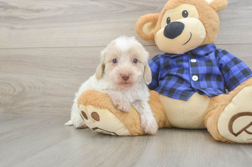 6 week old Mini Doxiedoodle Puppy For Sale - Florida Fur Babies