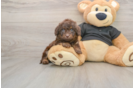 Best Mini Doxiedoodle Baby