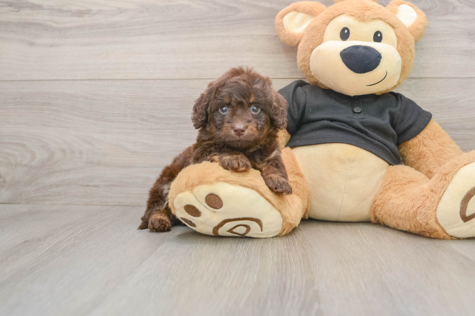 Best Mini Doxiedoodle Baby