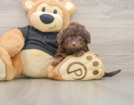 5 week old Mini Doxiedoodle Puppy For Sale - Florida Fur Babies