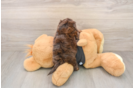 Best Mini Doxiedoodle Baby