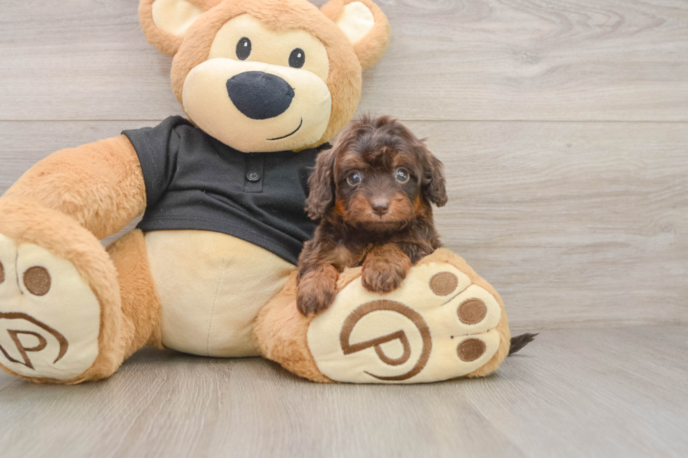 Mini Doxiedoodle Puppy for Adoption