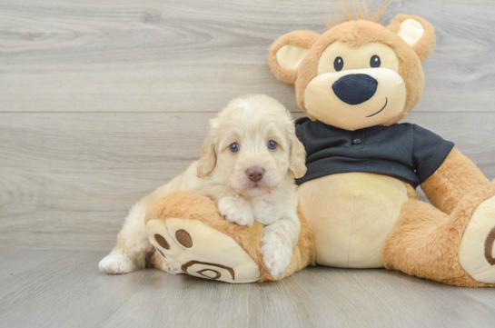 Best Mini Doxiedoodle Baby