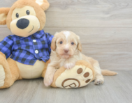 5 week old Mini Doxiedoodle Puppy For Sale - Florida Fur Babies