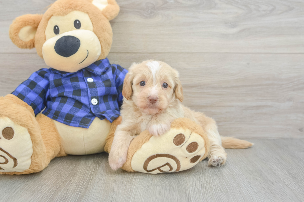 6 week old Mini Doxiedoodle Puppy For Sale - Florida Fur Babies
