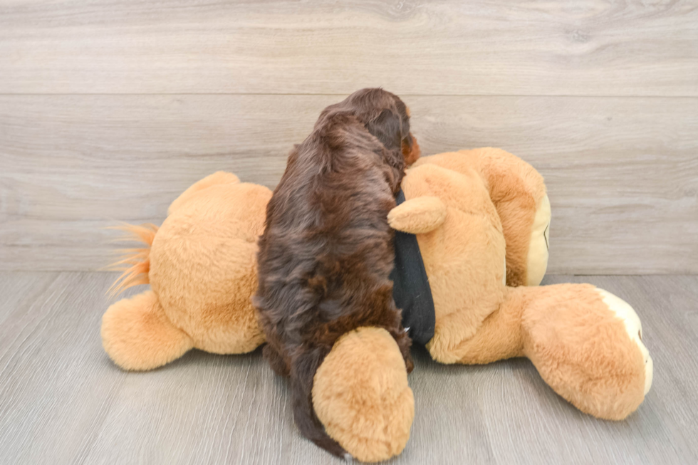 Best Mini Doxiedoodle Baby
