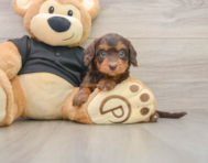 7 week old Mini Doxiedoodle Puppy For Sale - Florida Fur Babies