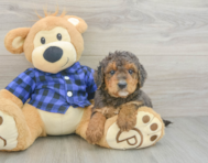 8 week old Mini Goldendoodle Puppy For Sale - Florida Fur Babies