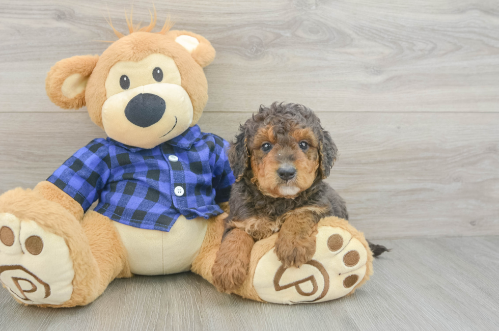 5 week old Mini Goldendoodle Puppy For Sale - Florida Fur Babies