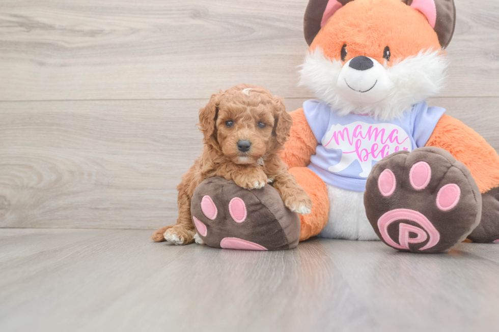 Meet Adora - our Mini Goldendoodle Puppy Photo  1/3 - Florida Fur Babies Playful Mini Groodle Poodle Mix Puppy