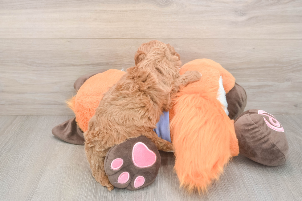 Meet Adora - our Mini Goldendoodle Puppy Photo  3/3 - Florida Fur Babies Small Mini Goldendoodle Baby