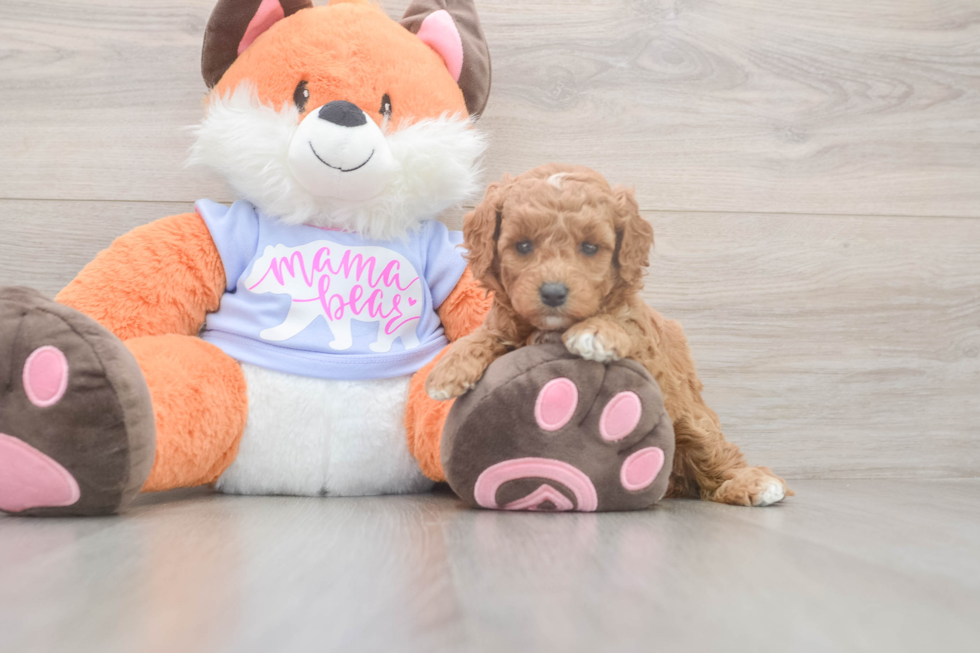 Meet Adora - our Mini Goldendoodle Puppy Photo  2/3 - Florida Fur Babies Mini Goldendoodle Puppy for Adoption