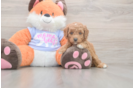 Meet Adora - our Mini Goldendoodle Puppy Photo  2/3 - Florida Fur Babies Mini Goldendoodle Puppy for Adoption