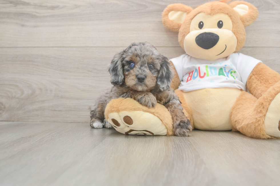 5 week old Mini Goldendoodle Puppy For Sale - Florida Fur Babies