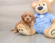 8 week old Mini Goldendoodle Puppy For Sale - Florida Fur Babies