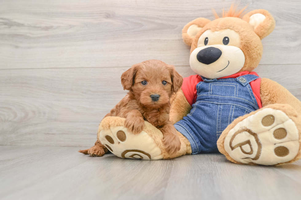 Mini Goldendoodle Pup Being Cute