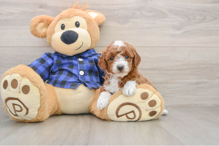 Small Mini Goldendoodle Baby
