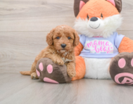 6 week old Mini Goldendoodle Puppy For Sale - Florida Fur Babies
