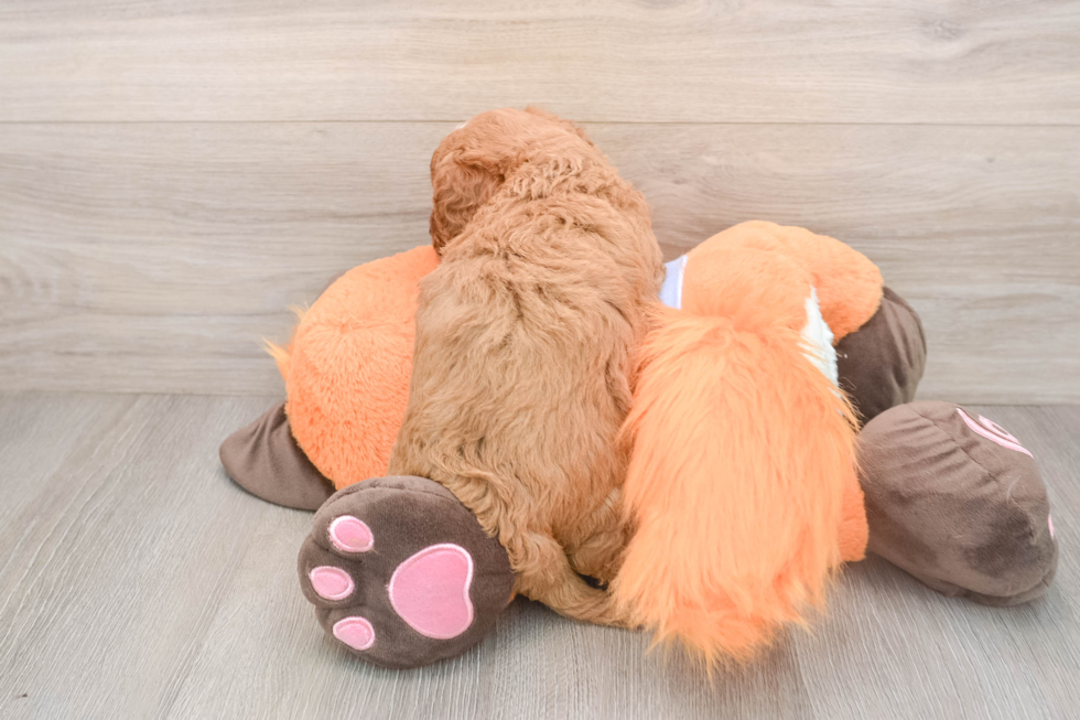 Playful Mini Groodle Poodle Mix Puppy