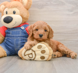 7 week old Mini Goldendoodle Puppy For Sale - Florida Fur Babies